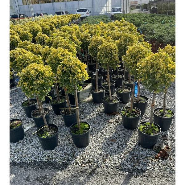 Japán kecskerágó   EUONYMUS JAPONICUS ELEGANTISSIMUS AUREUS T1/4 K9