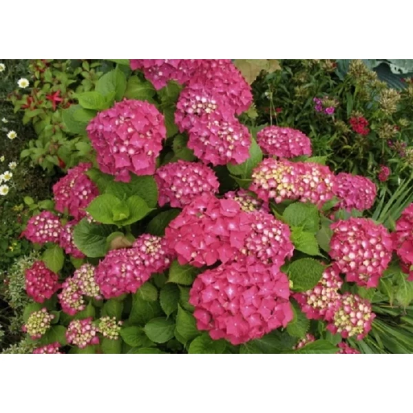 Kerti hortenzia   HYDRANGEA MACROPHYLLA ZAFFIRO K20