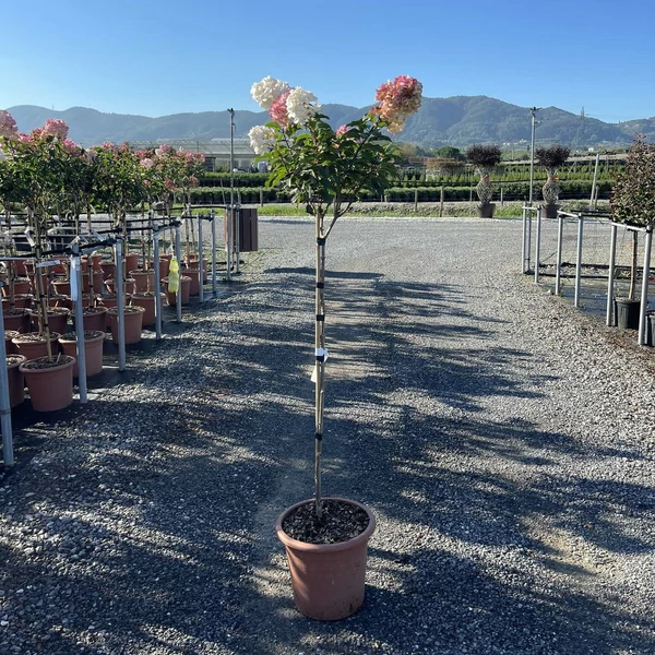 Bugás hortenzia  HYDRANGEA PANICULATA LIVING SUGAR RUSH T1/2 K14