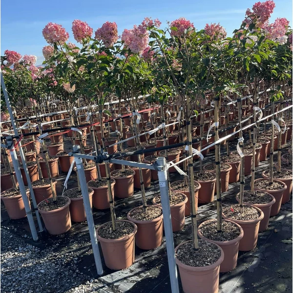 Bugás hortenzia  HYDRANGEA PANICULATA VANILLE FRAISE T1/2 K14