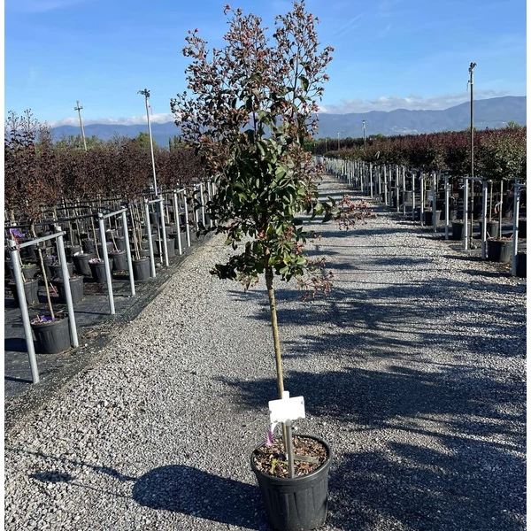 Kínai selyemmirtusz  LAGERSTROEMIA INDICA RHAPSODY IN PINK (R) T1/2 K15