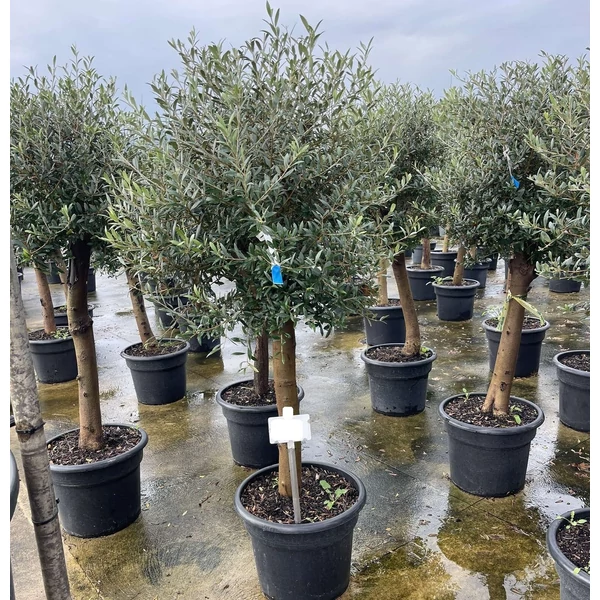 Olajfa  OLEA EUROPAEA T1/2 K35