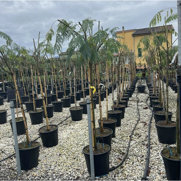 Selyemakác ALBIZIA JULIBRISSIN T1/2 K25