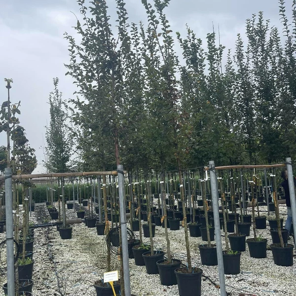 Közönséges gyertyán   CARPINUS BETULUS T200 8/10 K30