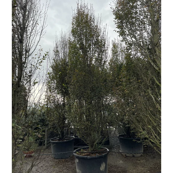Oszlopos gyertyán   CARPINUS BETULUS FASTIGIATA 500/550 K375