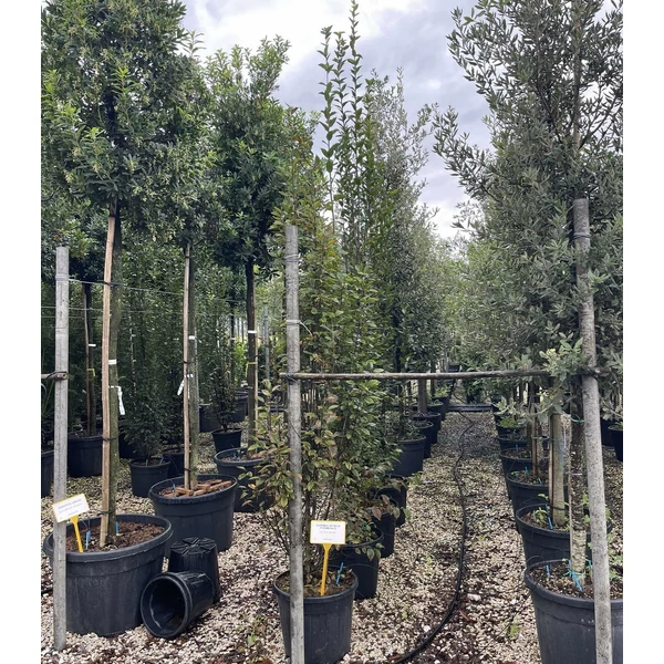 Oszlopos gyertyán CARPINUS BETULUS PYRAMIDALIS 200/225 K35