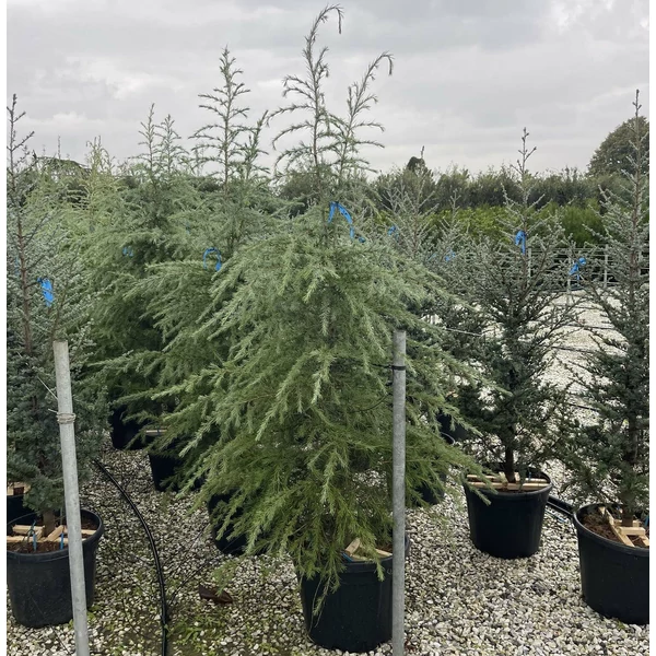 Himalájai cédrus   CEDRUS DEODARA 150/175 K35