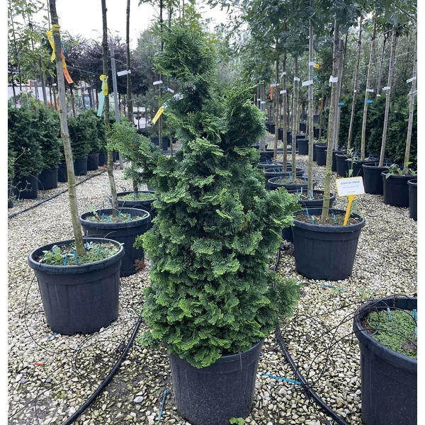 Hinoki hamisciprusCHAMAECYPARIS OBTUSA NANA GRACILIS 100/120 K18
