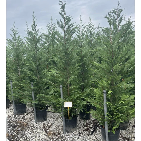 Leyland ciprus CUPRESSOCYPARIS LEYLANDII 200/250 K25