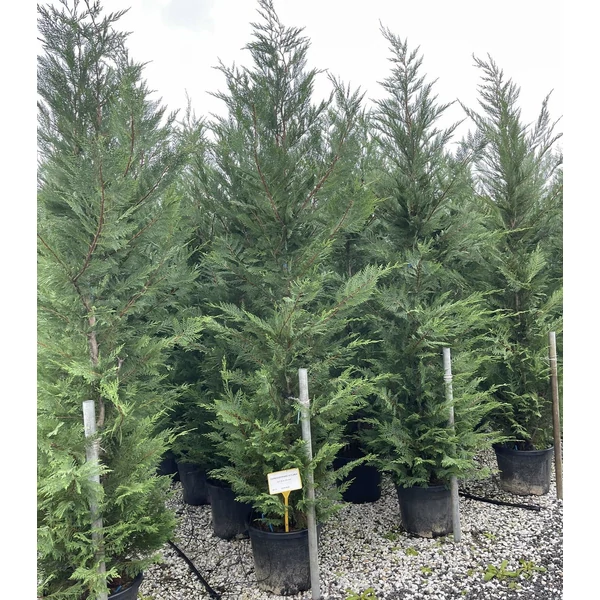 Leyland ciprus CUPRESSOCYPARIS LEYLANDII 275/300 K35