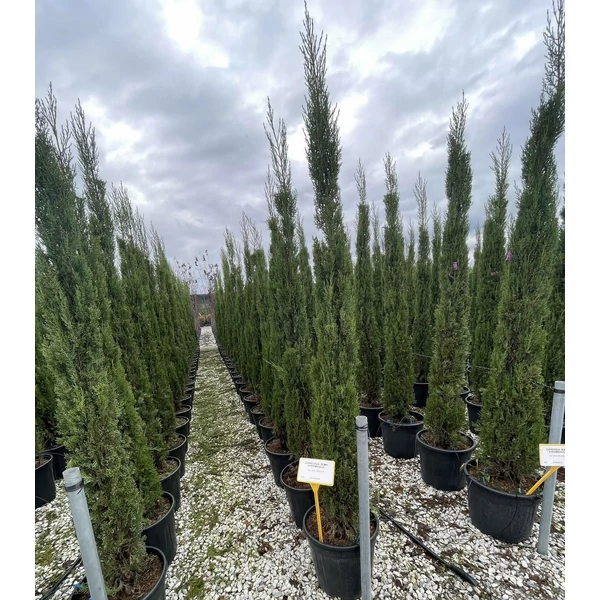 Toszkán ciprus  CUPRESSUS SEMPERVIRENS PYRAMIDALIS 200/250 K25