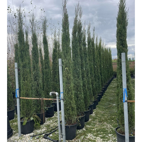 Toszkán ciprus  CUPRESSUS SEMPERVIRENS PYRAMIDALIS 300/320 K35