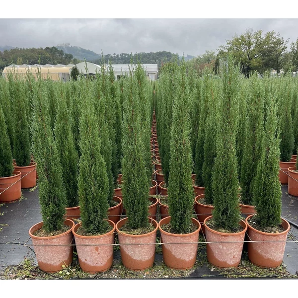 Európai ciprus   CUPRESSUS SEMPERVIRENS TOTEM 80/100 K9