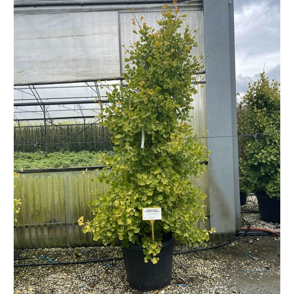 Páfrányfenyő  GINKGO BILOBA FASTIGIATA BLAGON 175/200 K70