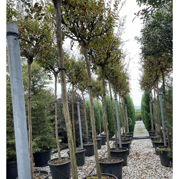 Kínai selyemmirtusz   LAGERSTROEMIA INDICA T200 14/16 K55
