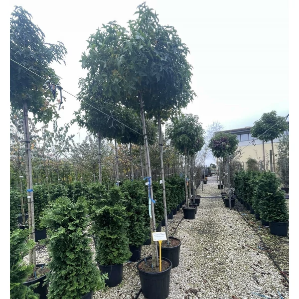 Amerikai ámbrafa LIQUIDAMBAR STYRACIFLUA GUMBALL T200 10/12 K35