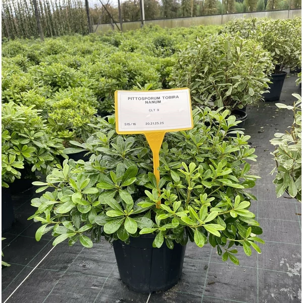 Törpe kínai enyvesmag PITTOSPORUM TOBIRA NANUM 40/+ K9