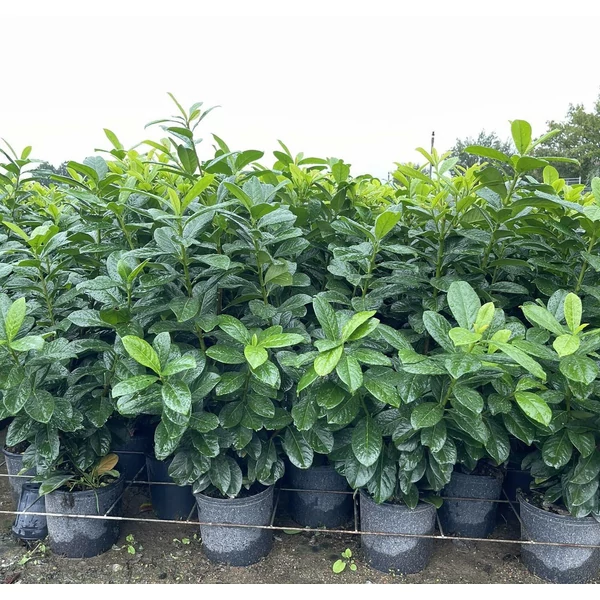 Közönséges babérmeggy   PRUNUS LAUROCERASUS NOVITA 80/100 K9