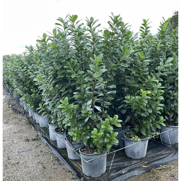 Közönséges babérmeggy   PRUNUS LAUROCERASUS NOVITA 125/150 K18