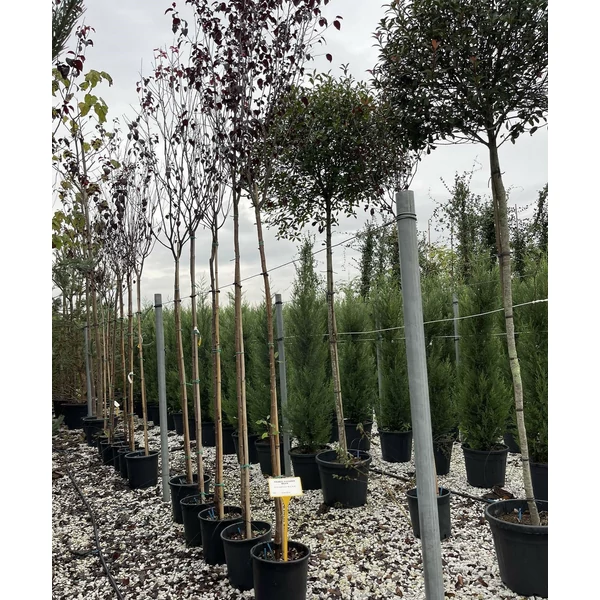 Vérszilva PRUNUS PISSARDII NIGRA T200 8/10 K18