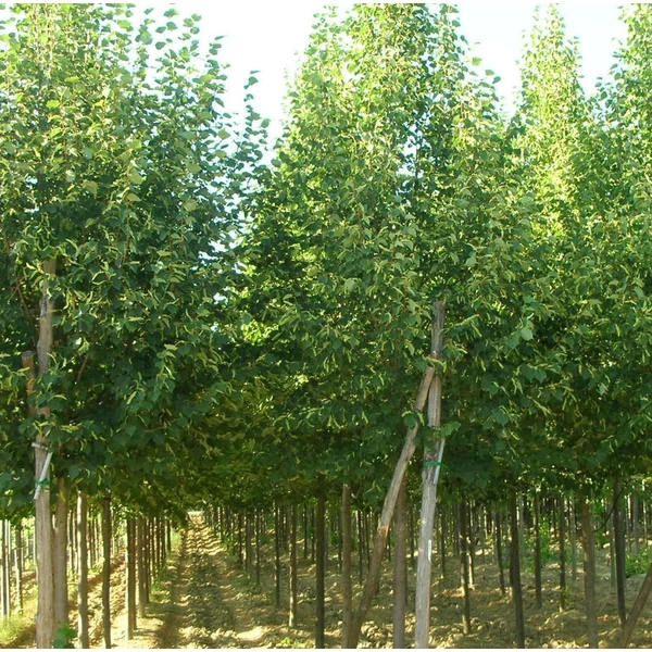 Kislevelű hárs  TILIA CORDATA GREENSPIRE T200 8/10 K30