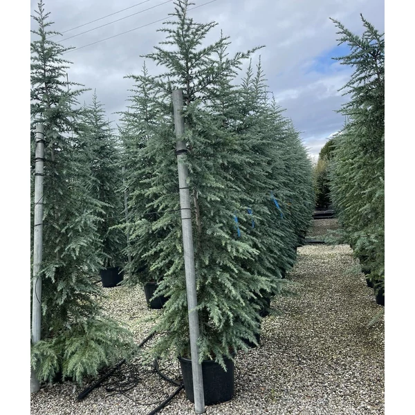 Himalájai cédrus   CEDRUS DEODARA 300/+ K80