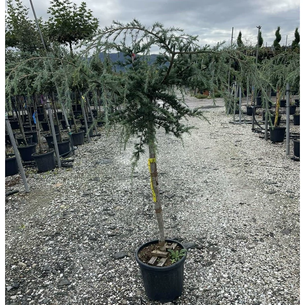 Csüngő himalájai cédrus  CEDRUS DEODARA PENDULA T1/2 K20