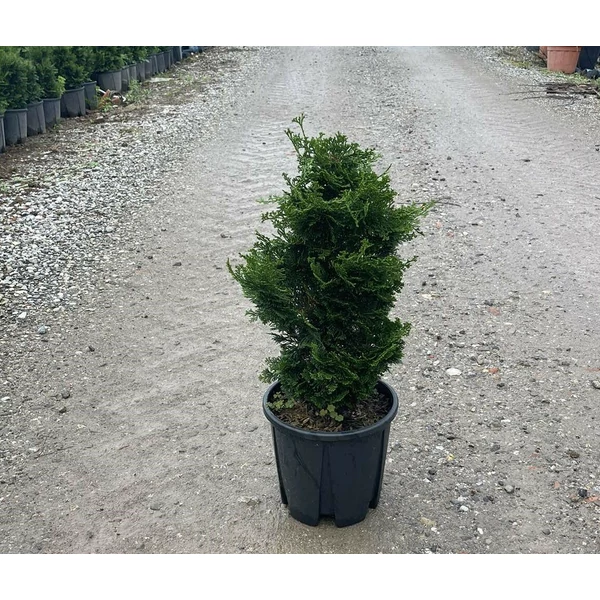 Hinoki hamisciprus  CHAMAECYPARIS OBTUSA NANA GRACILIS 40/+ K9