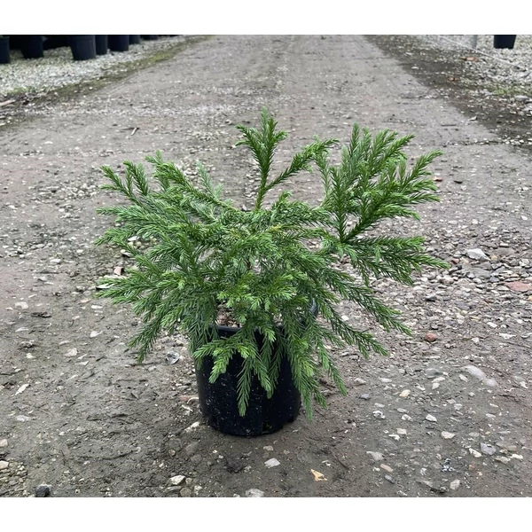Törpe japán szugifenyő   CRYPTOMERIA JAPONICA GLOBOSA NANA 10/20 K3