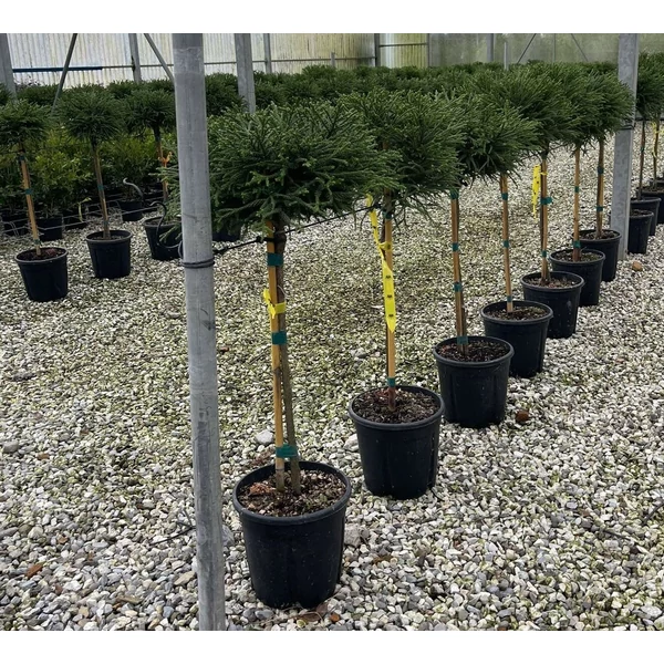 Törpe japán szugifenyő   CRYPTOMERIA JAPONICA LITTLE CHAMPION T1/4 K9