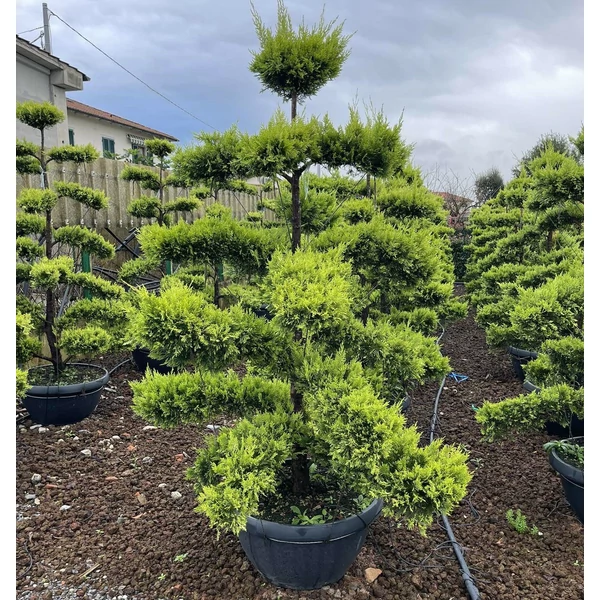 Arany lombú leyland ciprus CUPRESSOCYPARIS LEYLANDII GOLD RIDER BONSAI 170/180 K65 TÁLBAN