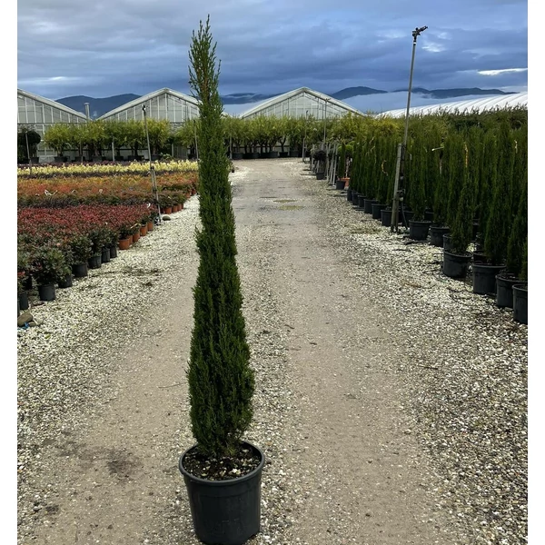 Toszkán ciprus   CUPRESSUS SEMPERVIRENS PYRAMIDALIS 80/100 K9