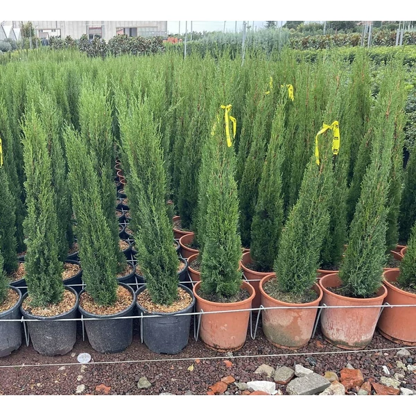 Európai ciprus CUPRESSUS SEMPERVIRENS TOTEM 80/+ K9