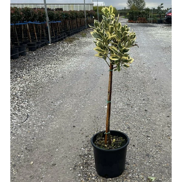 Japán kecskerágó  EUONYMUS JAPONICUS BRAVO T1/4 K9