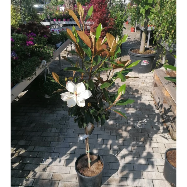 Örökzöld liliomfa   MAGNOLIA GRANDIFLORA LITTLE GEM T1/4 K9