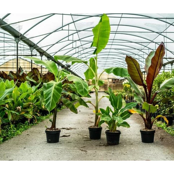 Banán  MUSA SIKKIMENSIS HELEN'S HYBRIDE K7