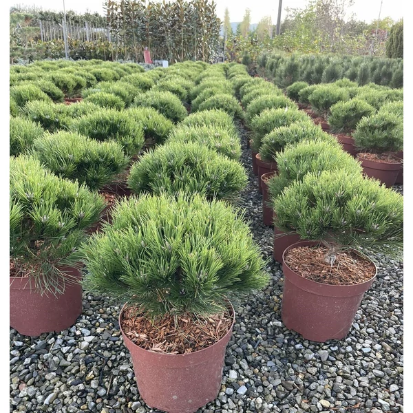 Gömb feketefenyő   PINUS NIGRA MARIE BREGEON 30/+ K10