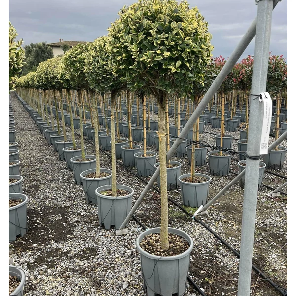 Aranytarka télizöld fagyal LIGUSTRUM OVALIFOLIUM AUREUM T1/2 K18