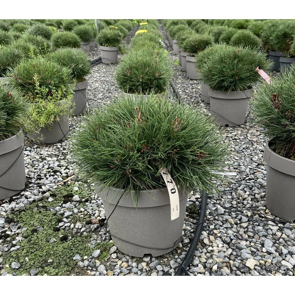 Törpe feketefenyő   PINUS NIGRA BAMBINO 30/40 K7/10