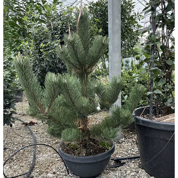 Feketefenyő   PINUS NIGRA OREGON GREEN 60/80 TÁLBAN K35