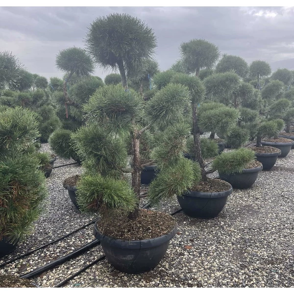 Erdeifenyő PINUS SYLVESTRIS BONSAI 150/175 K65