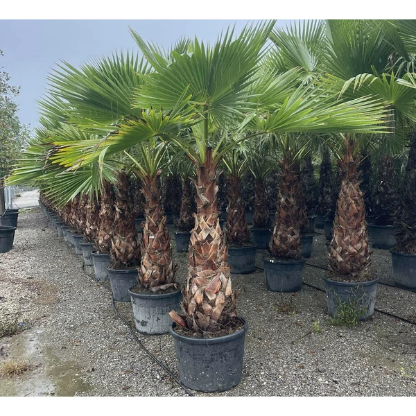 Fidzsi pálma PRITCHARDIA ROBUSTA TR140/160 K220