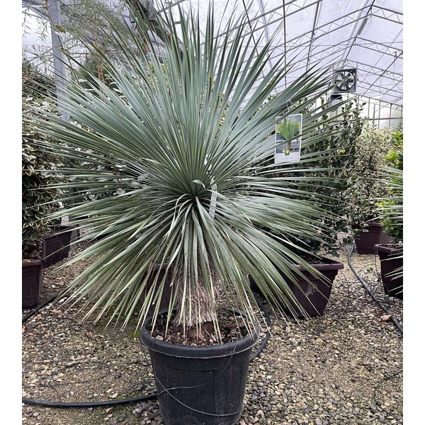 Pálmaliliom    YUCCA ROSTRATA TR30/40 K35