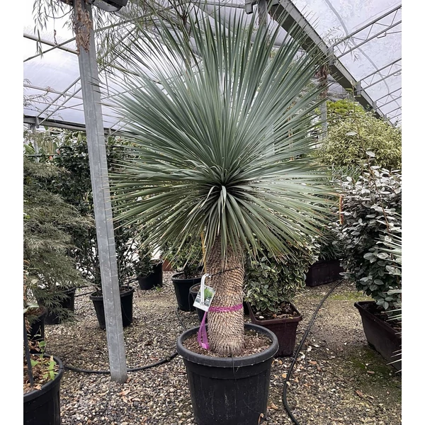 Pálmaliliom    YUCCA ROSTRATA TR70/80 K70