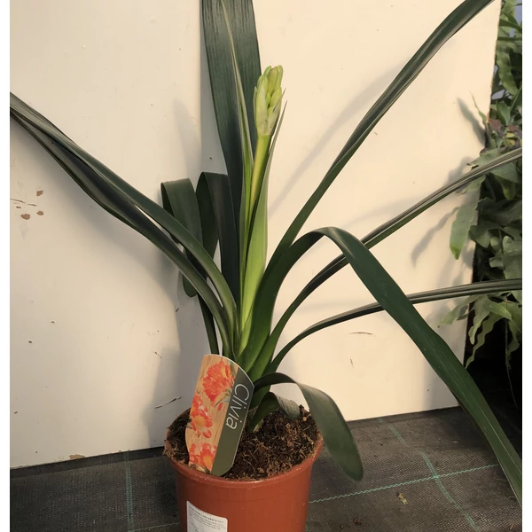 Szobaliliom CLIVIA MINIATA CS13