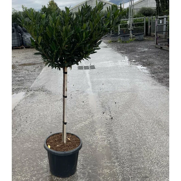Keskenylevelű babérmeggy  PRUNUS LAUROCERASUS OTTO LUYKEN T1/2 K25 PRUNUS LAUROCERASUS OTTO LUYKEN T60 K18