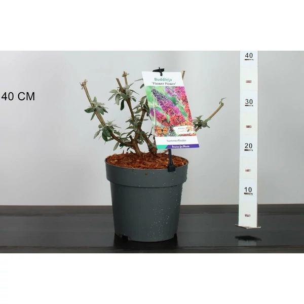Nyári orgona BUDDLEJA DAVIDII FLOWER POWER K3