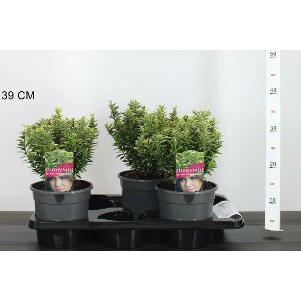 Japán kecskerágó EUONYMUS JAPONICUS MICROPHYLLUS AUREOVARIEGATUS 20/25 K2,5