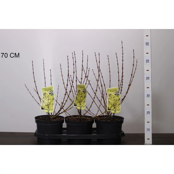Aranyvessző FORSYTHIA INTERMEDIA MINIGOLD 30/40 CS19
