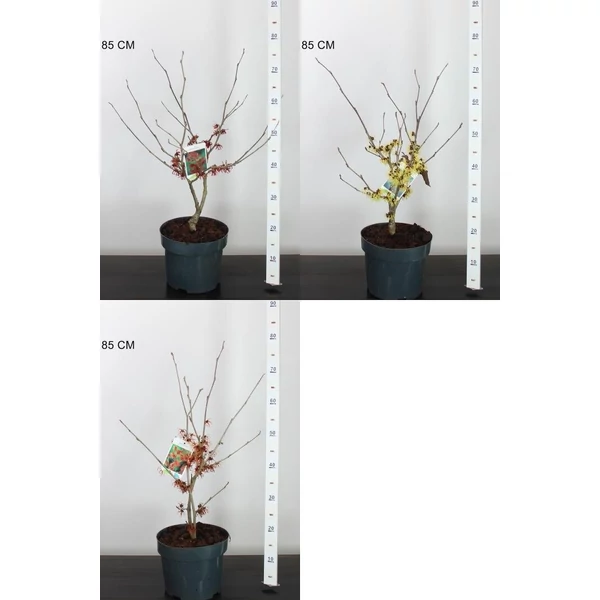 Varázsmogyoró   HAMAMELIS FAJTÁK 40/60 K5
